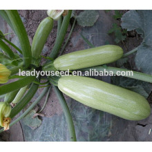 MSQ011 Leshi pic vert maturité précoce hybride courge graines f1